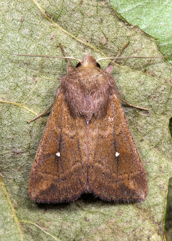 Noctuidae di ottobre